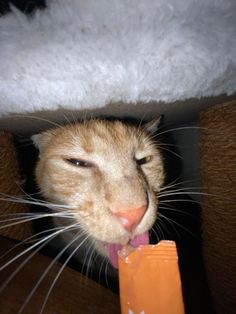 an orange and white cat sticking its tongue out