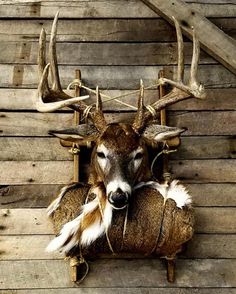 a deer head mounted to the side of a wooden wall with antlers on it