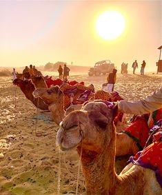 camels are lined up on the beach at sunset