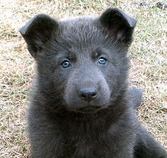 a black puppy with blue eyes sitting in the grass