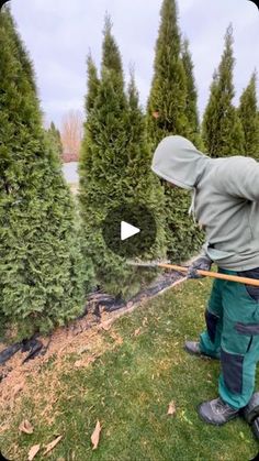 Tree Care, Lawn, Yard, Plants