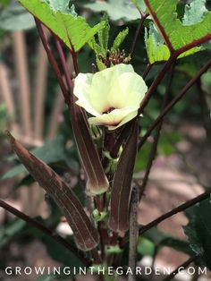 a close up of a flower on a plant with green leaves in the back ground