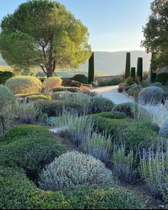 a garden with lots of bushes and trees