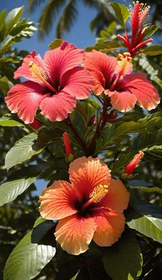 two orange flowers are blooming on a tree