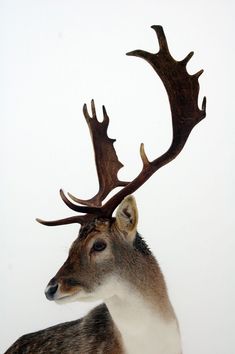 a close up of a deer with antlers on it's head