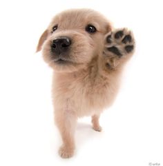 a small dog standing up with its paw in the air and looking at the camera