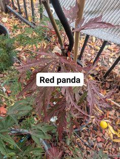 a red panda plant with purple leaves on it