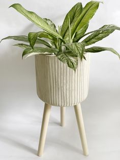 a potted plant sitting on top of a wooden stand