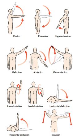 Shoulder Exercises Physical Therapy, Rotator Cuff Exercises, Studie Hacks, Human Muscle Anatomy, Physical Therapy Student, Shoulder Injury, Basic Anatomy, Medical School Life, Nursing School Motivation