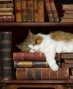 an orange and white cat sleeping on top of a book shelf next to many books