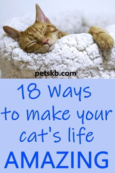 Cat Life Hacks, Katt Grejer, Cat Health Problems, Cat Proofing, Cat Hacks, Cat Care Tips, Kitten Care, Cat Drinking, Cat Parenting