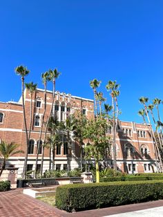 palm trees line the sidewalk in front of an old building