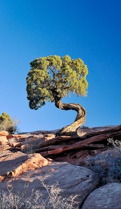 a small tree growing out of the rocks