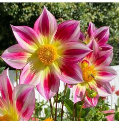 some pink and yellow flowers in a garden