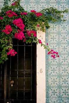 pink flowers growing on the side of a building