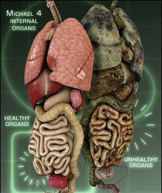 an image of the human organs and their functions