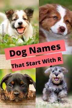 Four pictures of dogs looking at the camera.  Text reads Dog Names That Start With R. G Names For Boys, Cute Dog Names, Great Dog Names