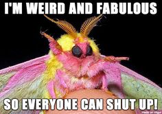 a pink and yellow moth with caption that says, i'm weird and fabulous so everyone can shut up