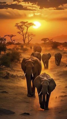 a herd of elephants walking down a dirt road at sunset with trees in the background