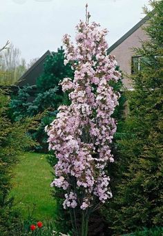 a tall pink flowered tree sitting in the middle of a garden