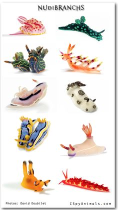 several different types of sea animals are shown in this image with the words nudibranchs on it