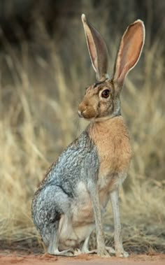 a rabbit sitting on the ground in front of some dry grass