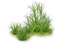 some grass is growing out of the ground on a white background with watermarks