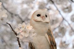 an owl sitting on top of a tree branch with white flowers in front of it