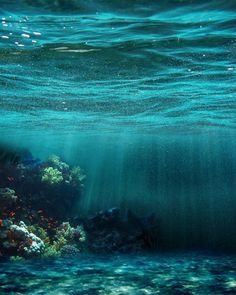 an underwater view of the ocean with fish and corals on it's surface