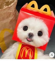 a small white dog wearing a mcdonald's bag