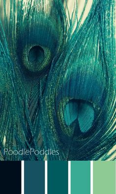 two peacock feathers are shown in close up