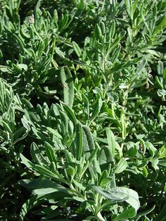 some very pretty green plants in the grass