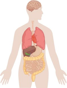 the human body and its organs