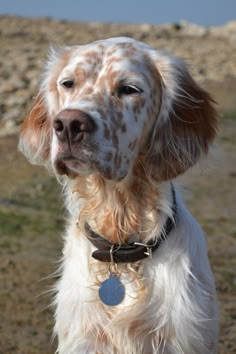 a brown and white dog standing on top of a grass covered field