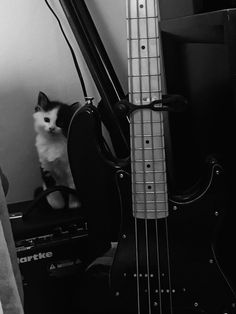 a black and white cat sitting on top of a bass guitar next to a speaker