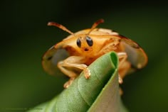 a bug sitting on top of a green leaf