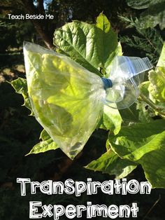 a butterfly that is sitting on top of a leaf with the words, transportation experiment