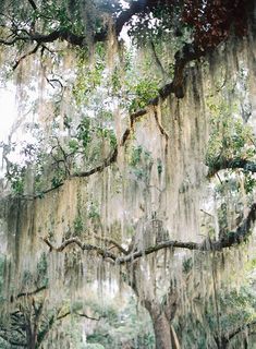 a large tree with spanish moss hanging from it's branches in the middle of a park