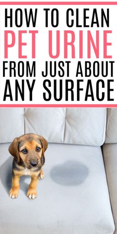 a dog sitting on top of a couch with the words how to clean pet urine from just about any surface