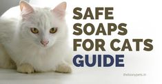 a white cat sitting on the floor with text saying safe soaps for cats guide