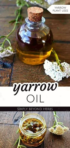 Discover the wonders of Yarrow Oil in our Yarrow Plant Uses & Yarrow Flower Benefits collection. Extracted from yarrow leaves and flowers, this oil offers deep nourishment and restoration for the skin. Its healing properties are beneficial for wound healing, acne treatment, and enhancing hair or scalp health. Embrace the natural, healing power of yarrow in your wellness routine. Find more Natural Herbs, Herbs for Health, and Natural Remedies at simplybeyondherbs.com. Tincture Recipes, Apothecary Ideas, Plant Uses, Yarrow Oil, Healing Acne, Yarrow Plant, Medicinal Weeds, Yarrow Flower, Herbal Medicine Recipes