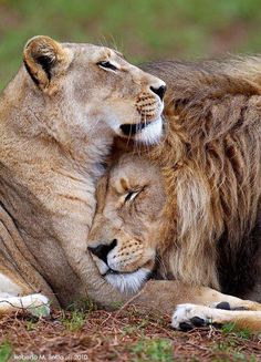 two lions cuddle together in the grass