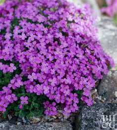 small purple flowers growing out of the ground