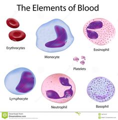 the different types of blood cells