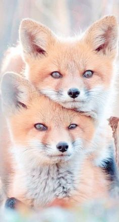 two baby foxes cuddle together in the snow while looking at the camera with their eyes wide open