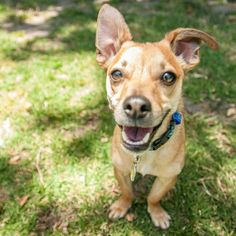 a small brown dog standing on top of a lush green field