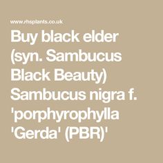 Buy black elder (syn. Sambucus Black Beauty) Sambucus nigra f. 'porphyrophylla 'Gerda' (PBR)' Sambucus Nigra, Red Bud, Garden Compost, Fall Fruits, Ornamental Plants, Garden Care, Black Beauty, How To Level Ground, Pink Flowers