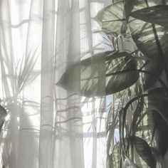 the sun shines through some sheer curtains in front of a large potted plant