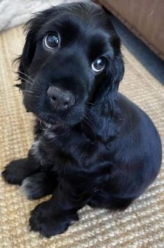 a small black dog sitting on top of a floor next to a brown couch and looking at the camera