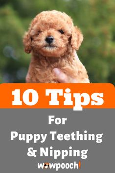 a small brown dog sitting on top of a person's hand with the title 10 tips for puppy teeth and nipping